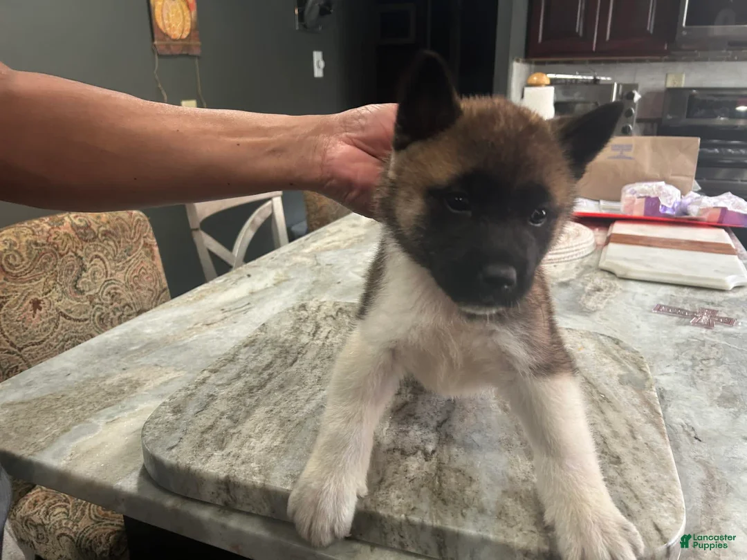 Gallery Image {{count}}