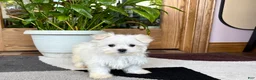Maltese dogs for sale: Cody - Ad 6