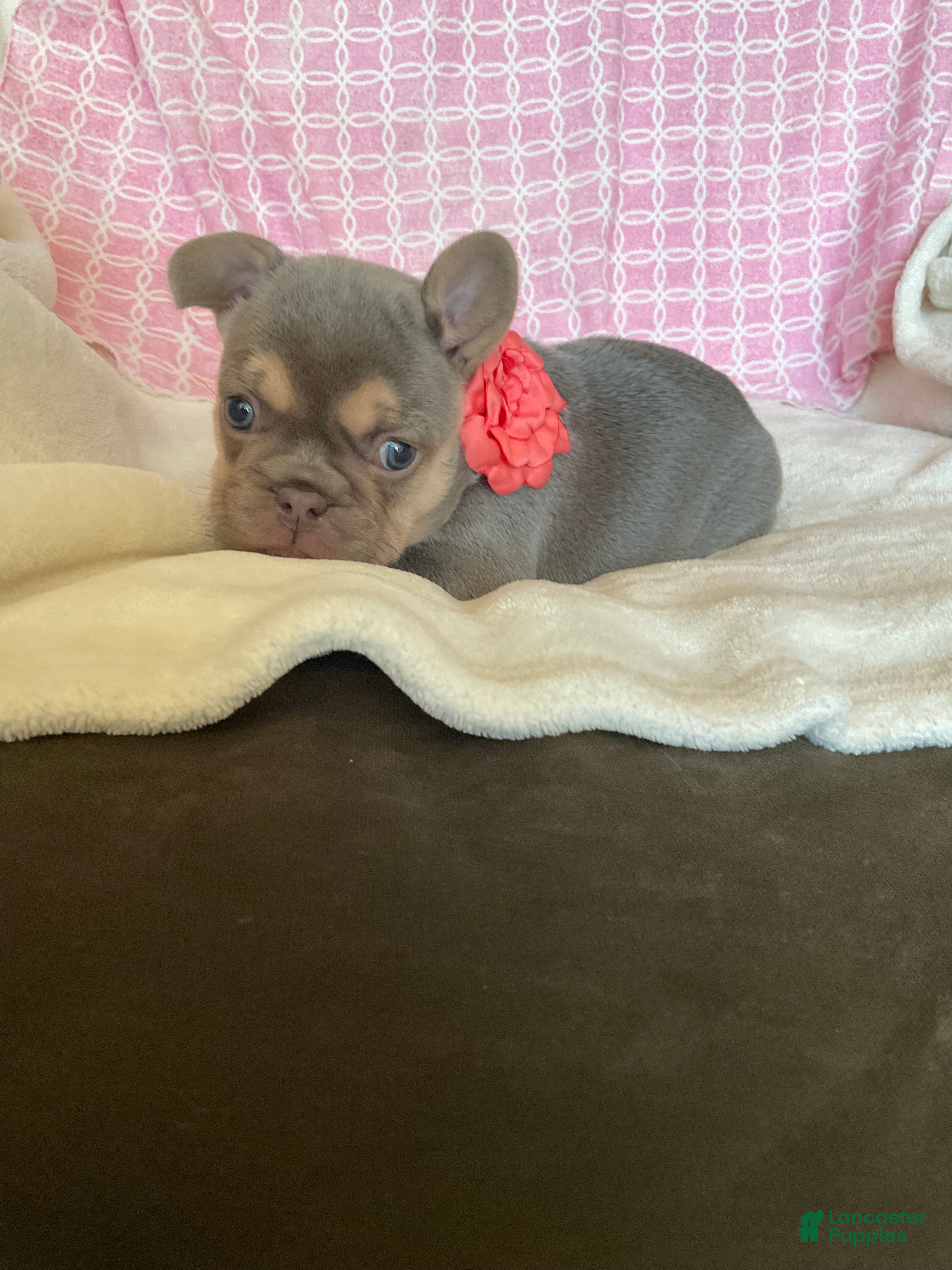 French Bulldog dogs French Bulldog 2 - Ad 2