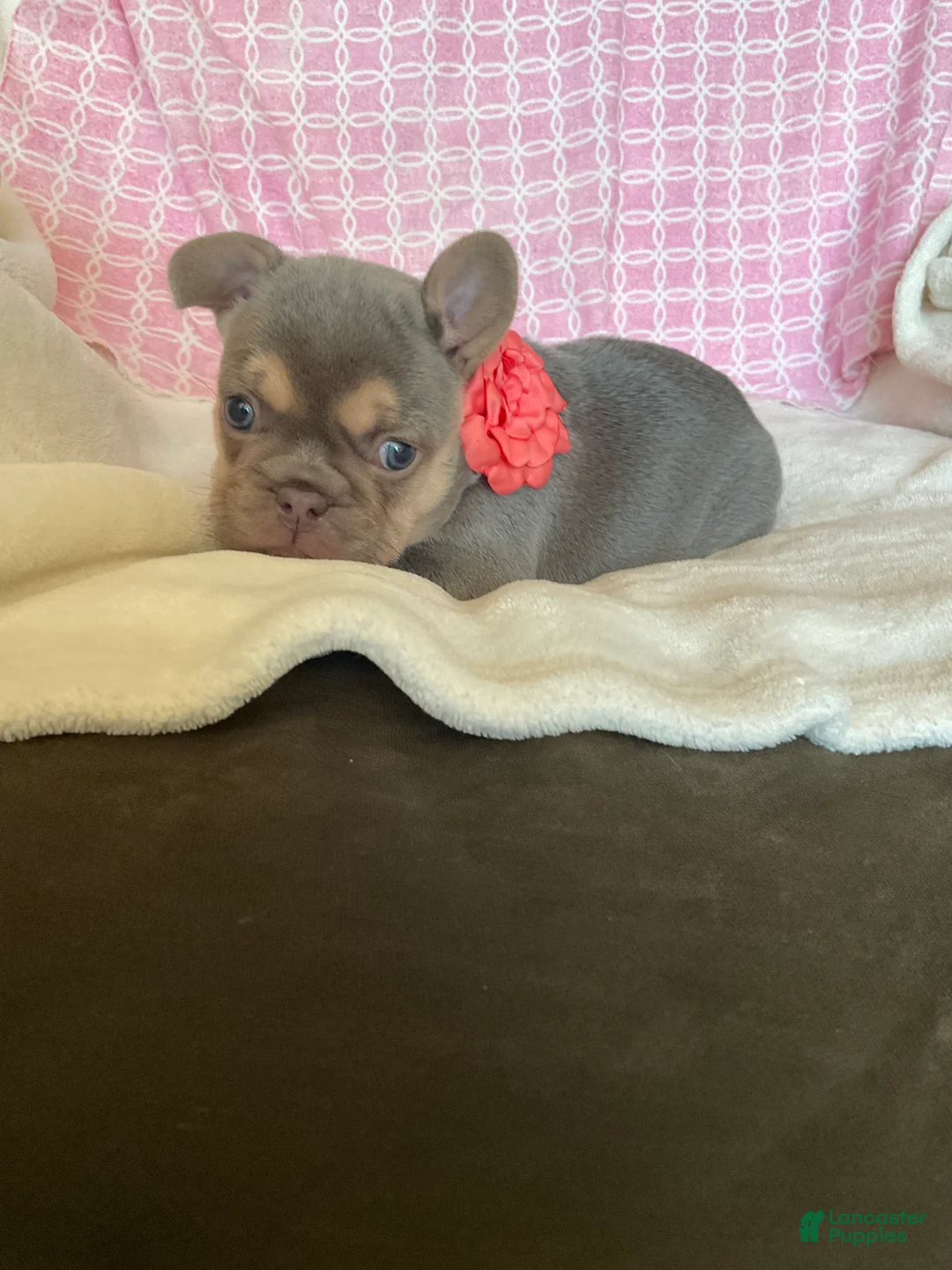 French Bulldog dogs for sale: French Bulldog 2 - Ad 2