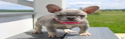 French Bulldog dogs for sale: Lilly - Ad 3