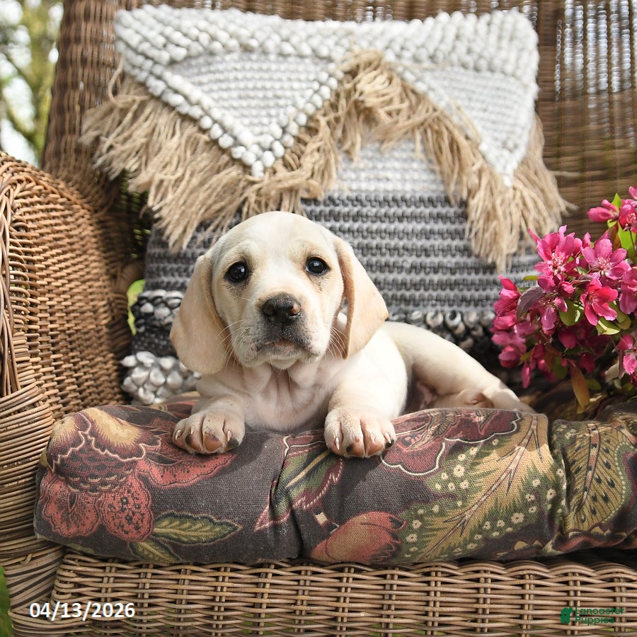 Mixed Breed dogs Popcorn - Ad 2