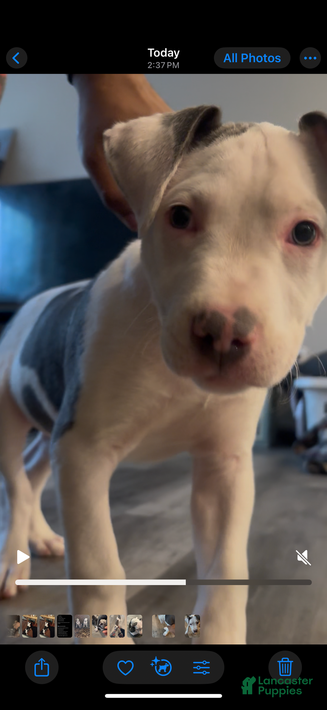 Mixed Breed dogs for sale: BullyPit (Semaj) - Ad 2