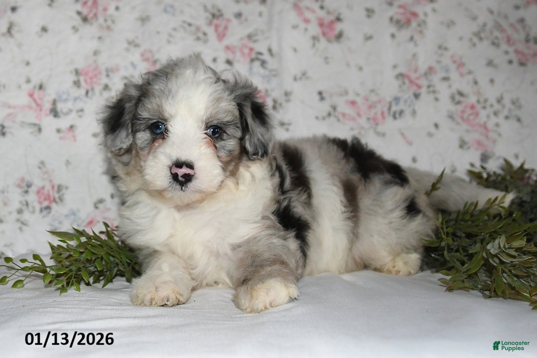 Mini Aussiedoodle dogs for sale: Amber - Ad 2