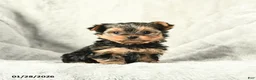 Yorkshire Terrier dogs for sale: Pepper - Ad 2