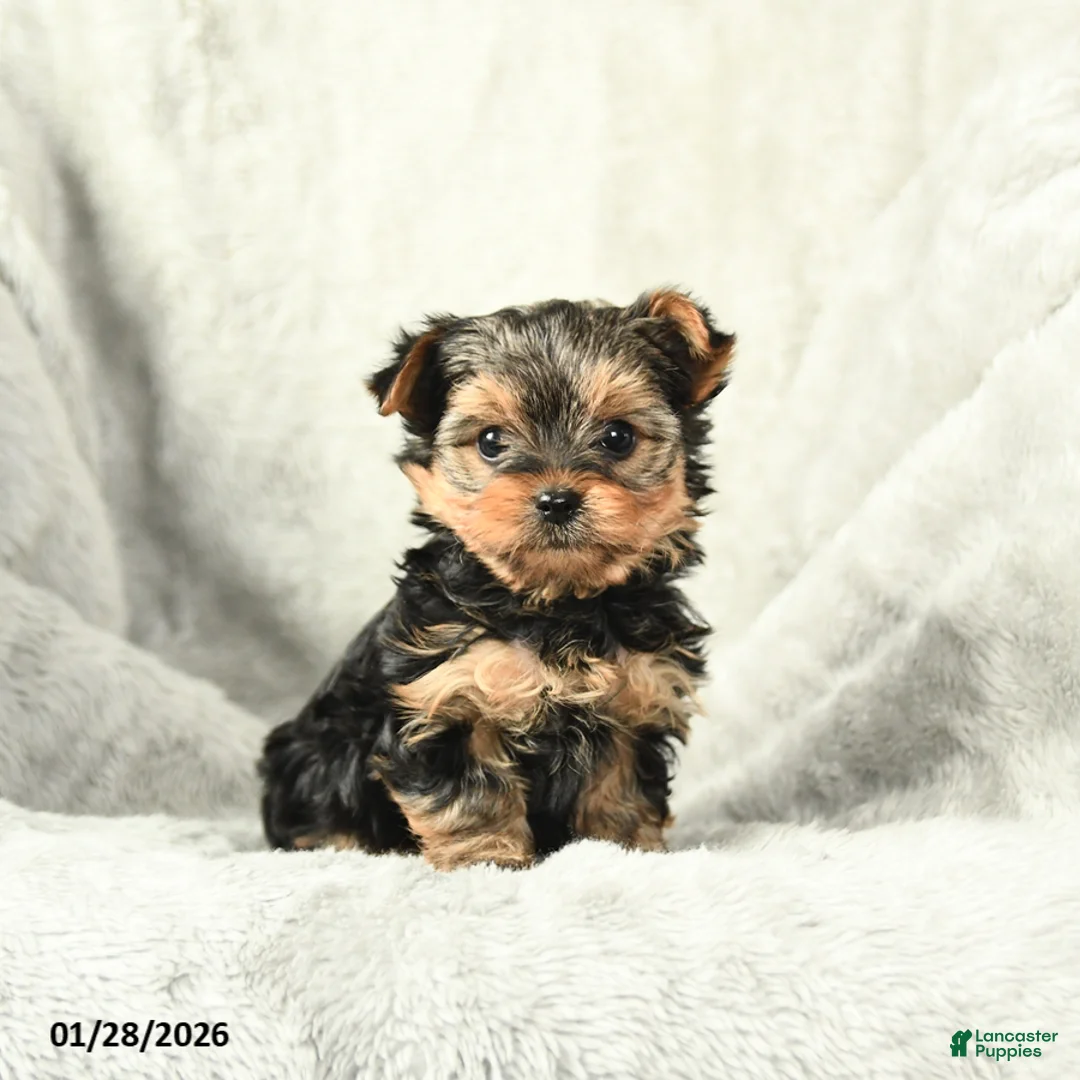 Yorkshire Terrier dogs for sale: Pepper - Ad 2