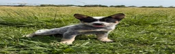Australian Cattle Dog dogs for sale: Renley - Ad 5