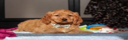 Miniature Golden Retriever dogs for sale: Otis - Ad 5