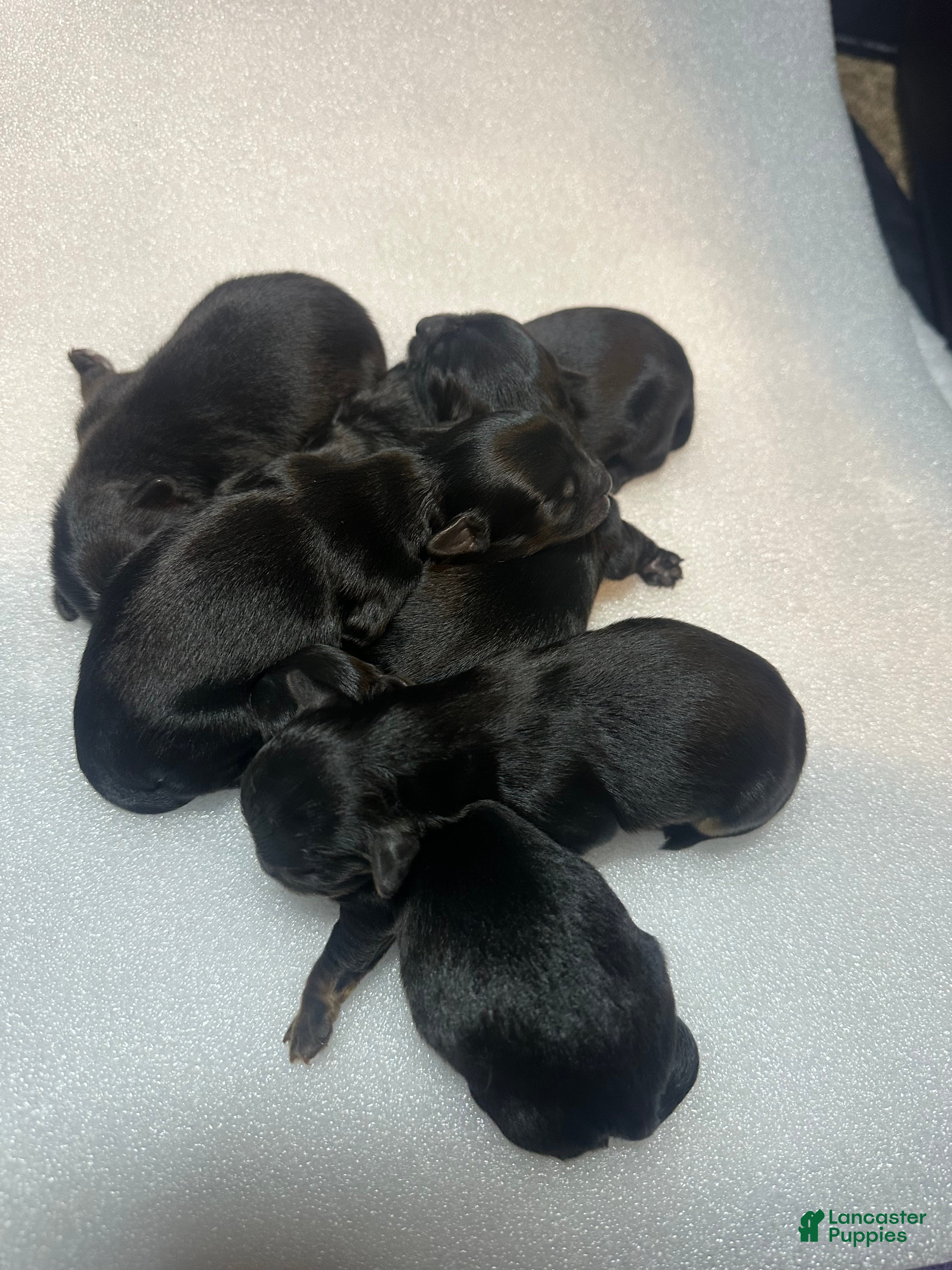 Mixed Breed dogs Duchess  - Ad 31