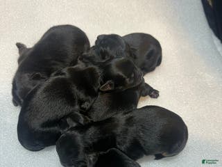 Mixed Breed dogs Duchess - Ad 31