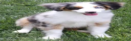 Toy Australian Shepherd dogs for sale: Cowboy blue merle - Ad 5