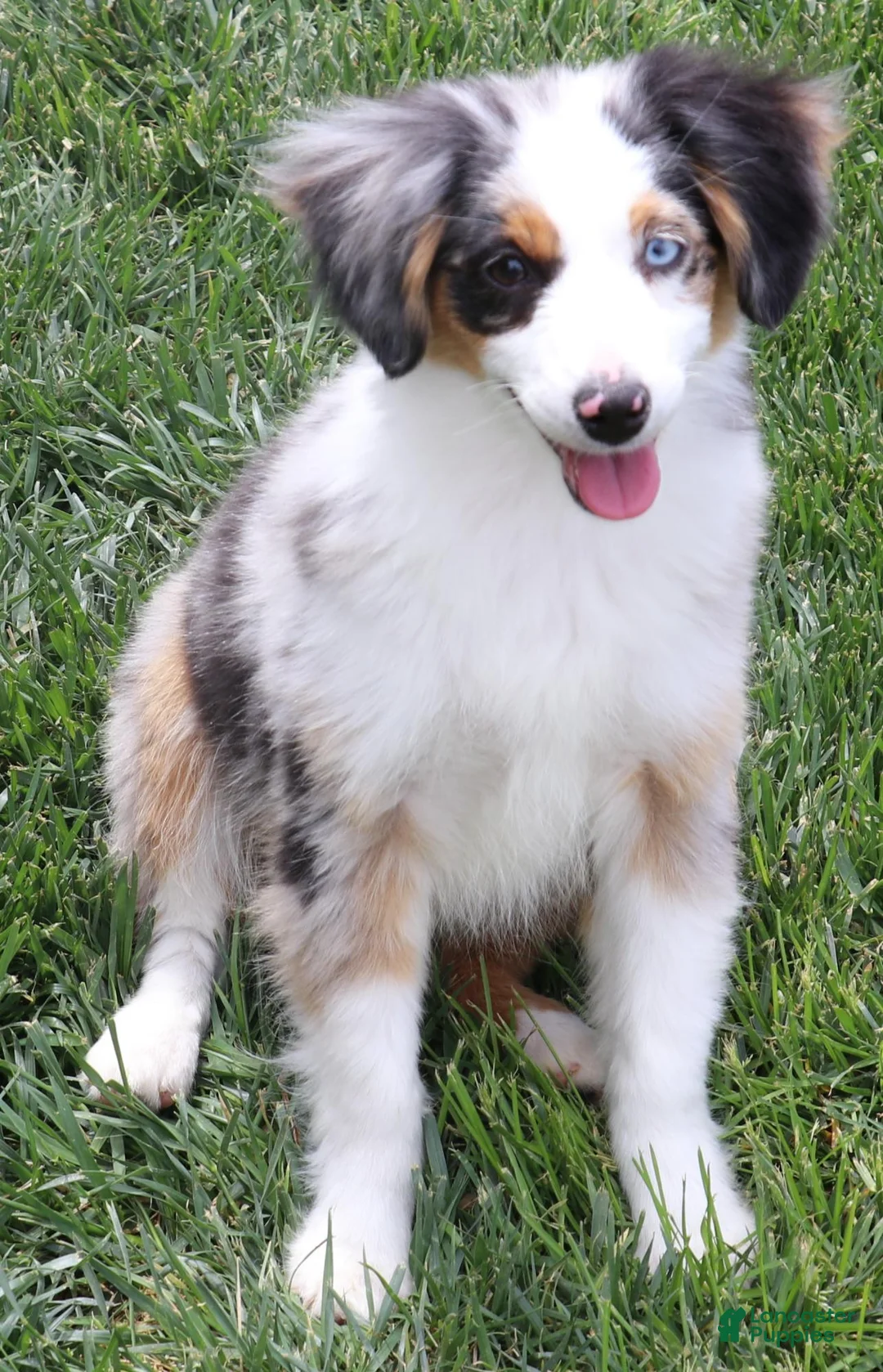 Toy Australian Shepherd dogs for sale: Cowboy blue merle - Ad 5