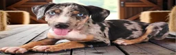 Catahoula Leopard Dog dogs for sale: Bug 2026 Male 2 - Ad 5