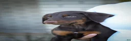 Doberman Pinscher dogs for sale: MASTER - Ad 7