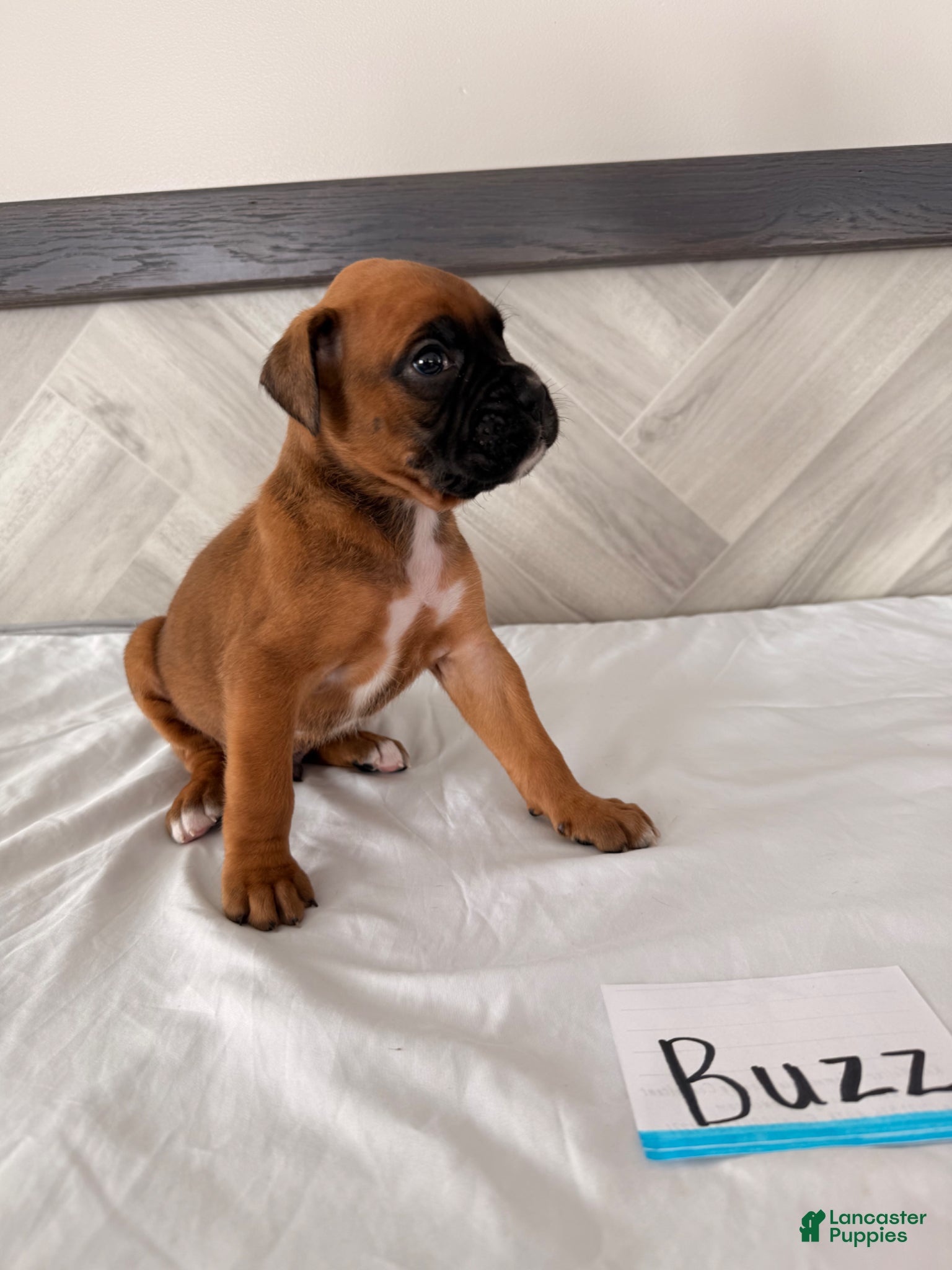 Boxer dogs Buzz - Ad 23