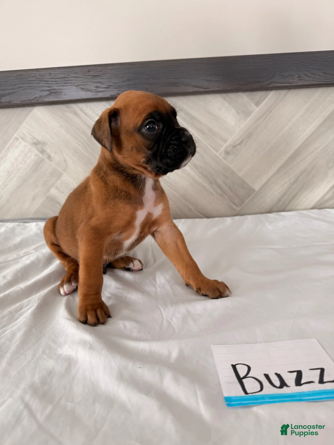 Boxer dogs for sale: Buzz - Ad 1