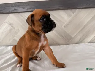 Boxer dogs Buzz - Ad 23