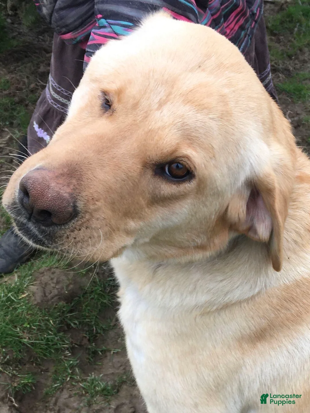 Labrador Retriever dogs for sale: Kylee - Ad 2