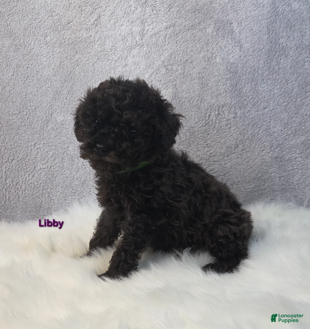 Miniature Poodle dogs for sale: Libby - Ad 5