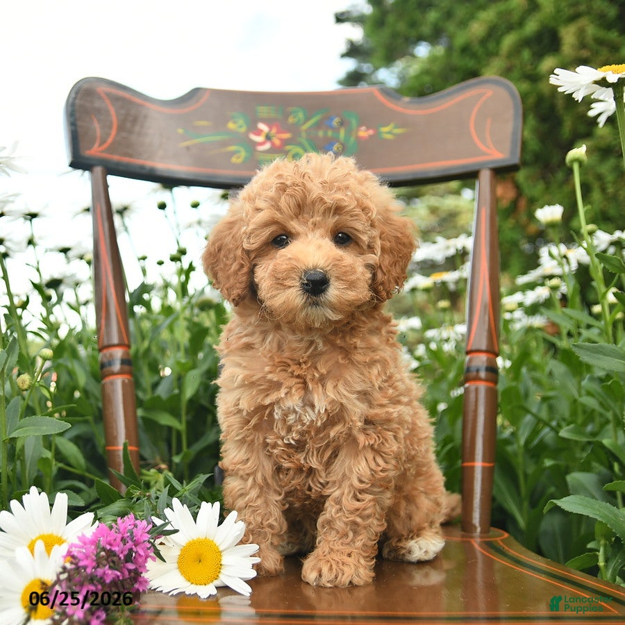 Miniature Poodle dogs Copper  - Ad 2