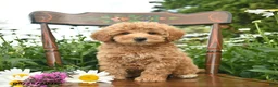 Miniature Poodle dogs for sale: Copper  - Ad 2