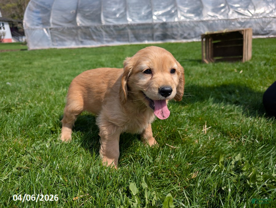 Mixed Breed dogs Amanda - Ad 1