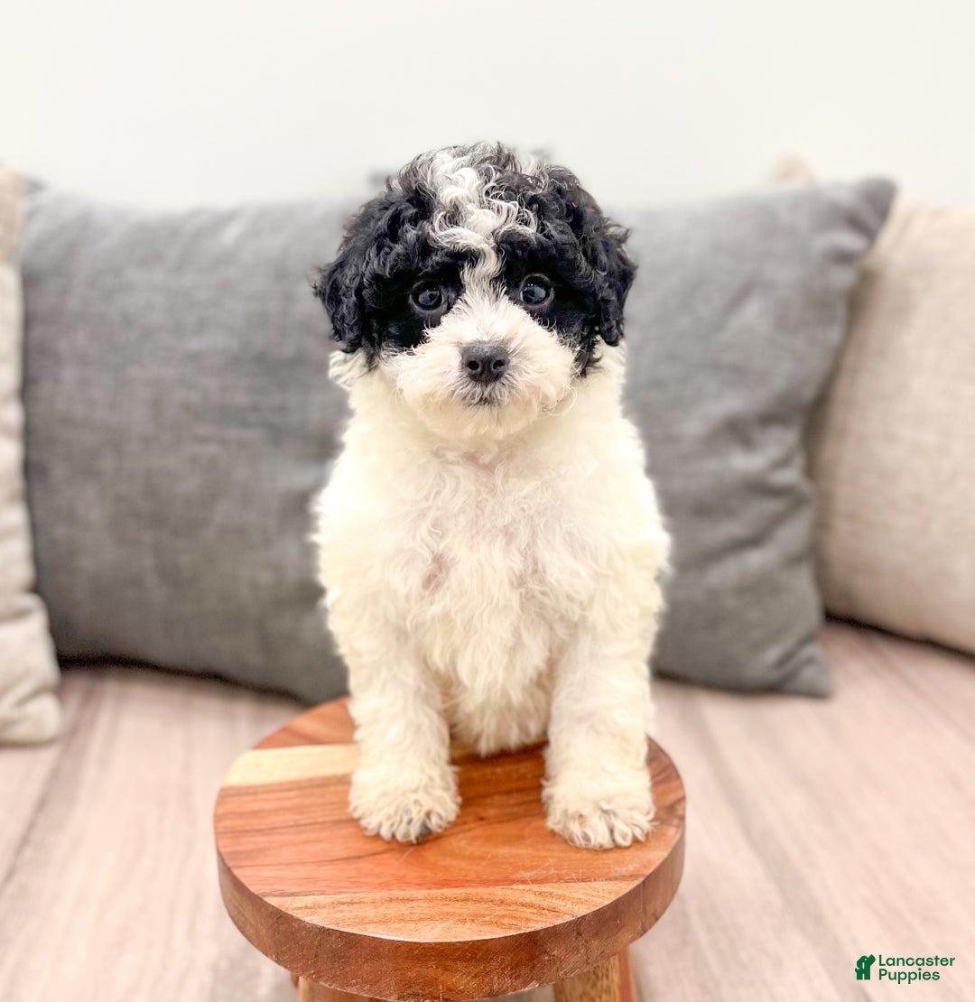 Miniature Poodle dogs for sale: Cookie - Ad 2
