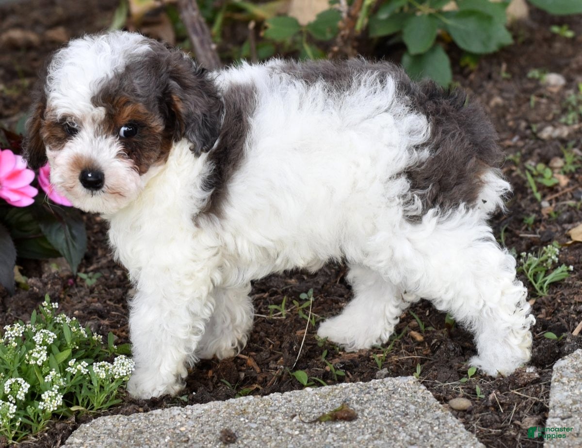 Miniature Poodle dogs for sale: Denver - Ad 5