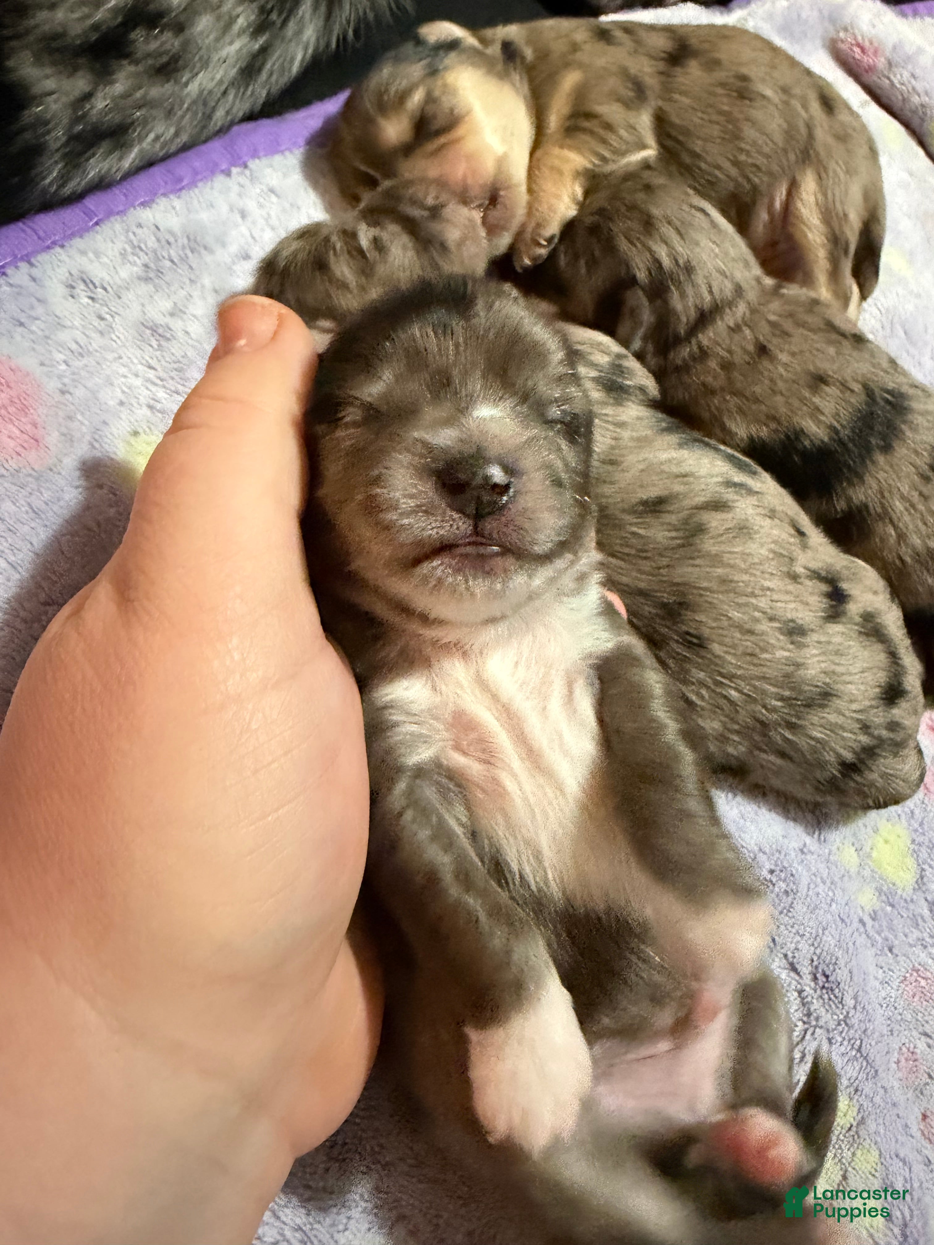 Mixed Breed dogs Mixed Breed 1 - Ad 36