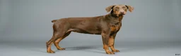 Doberman Pinscher dogs for sale: Merlot - Ad 3