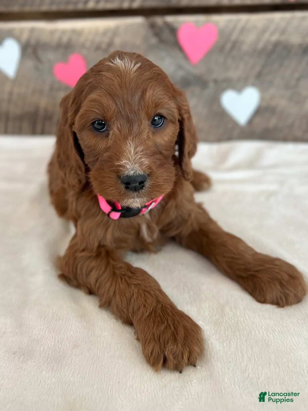 Irish Doodle dogs for sale: Rose - Ad 4