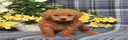 Miniature Poodle dogs for sale: Nutella - Ad 5