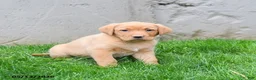 Labrador Retriever dogs for sale: Elodie - Ad 4
