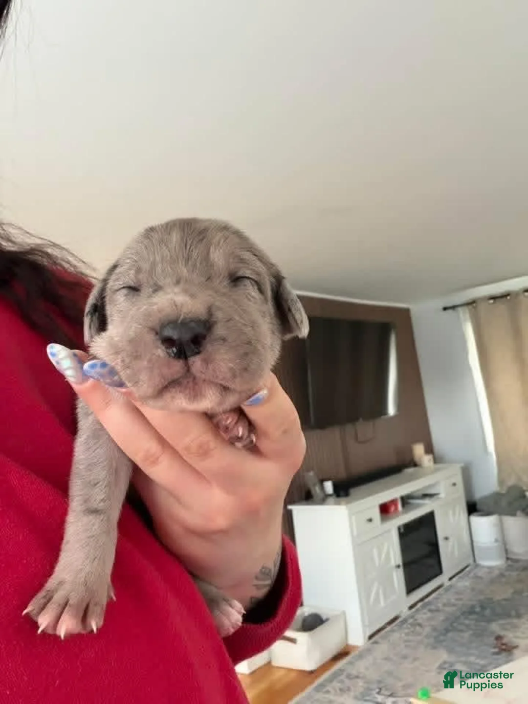 Mixed Breed dogs for sale: Yellow - Ad 1
