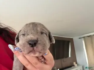 Mixed Breed dogs Yellow - Ad 35