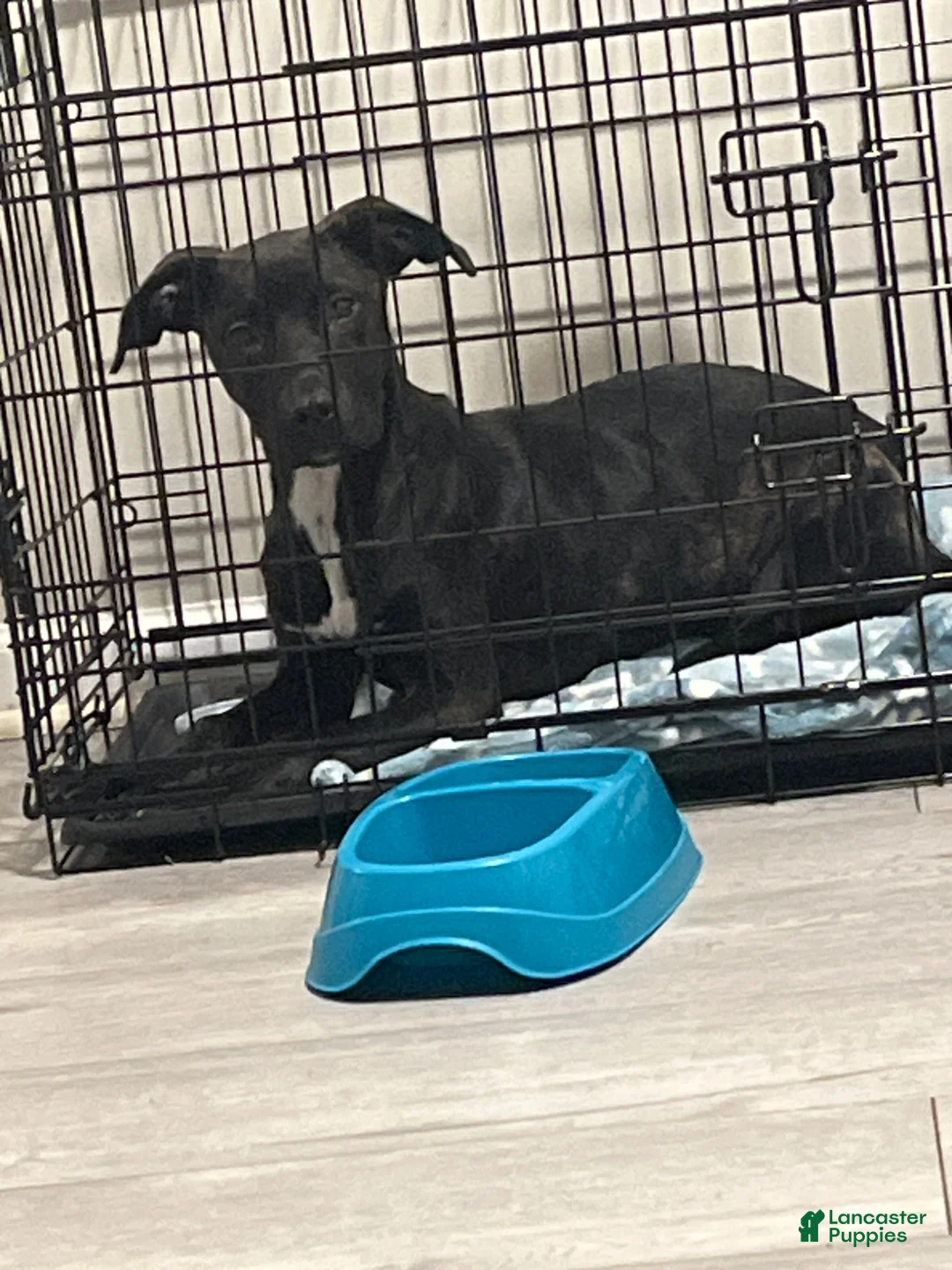 Mixed Breed dogs for sale: Mixed Breed Puppy 1 - Ad 2