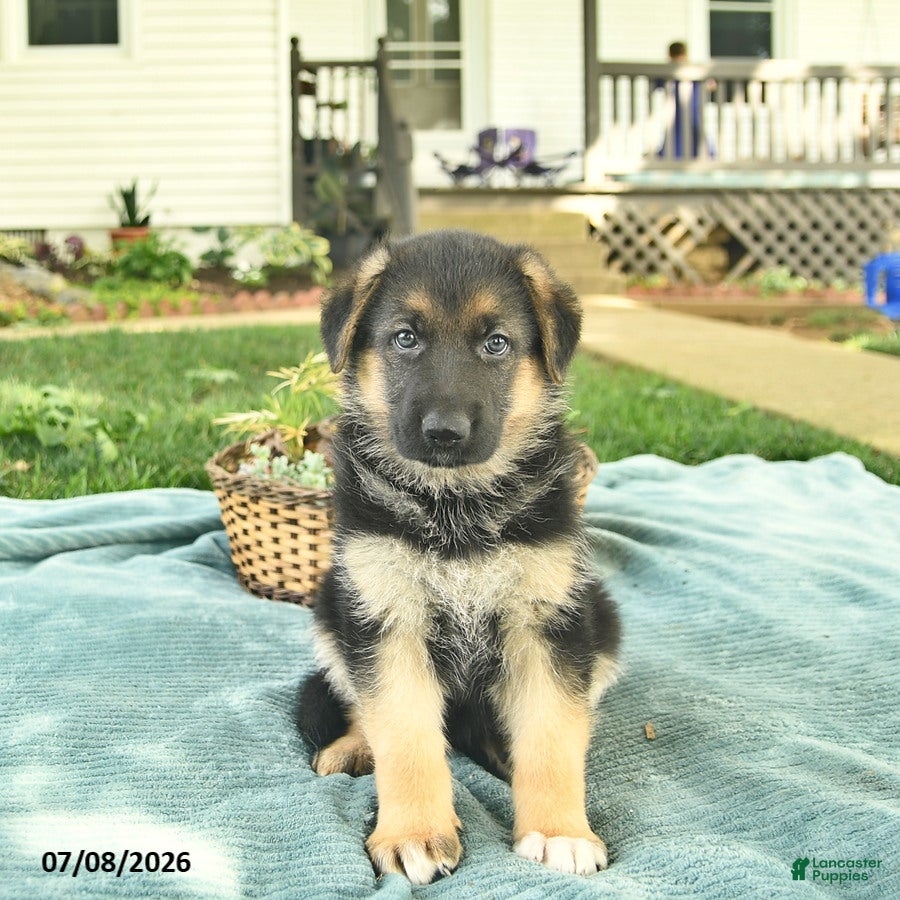 German Shepherd dogs Iris  - Ad 2