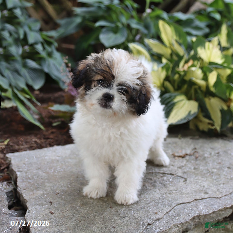 Pugapoo dogs for sale: Shasta - Ad 1