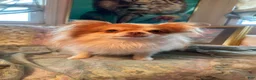 Pomapoo dogs for sale: Pomapoo 1 - Ad 4