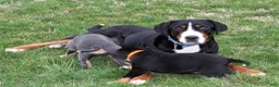 Greater Swiss Mountain Dog dogs for sale: Rosie  - Ad 5