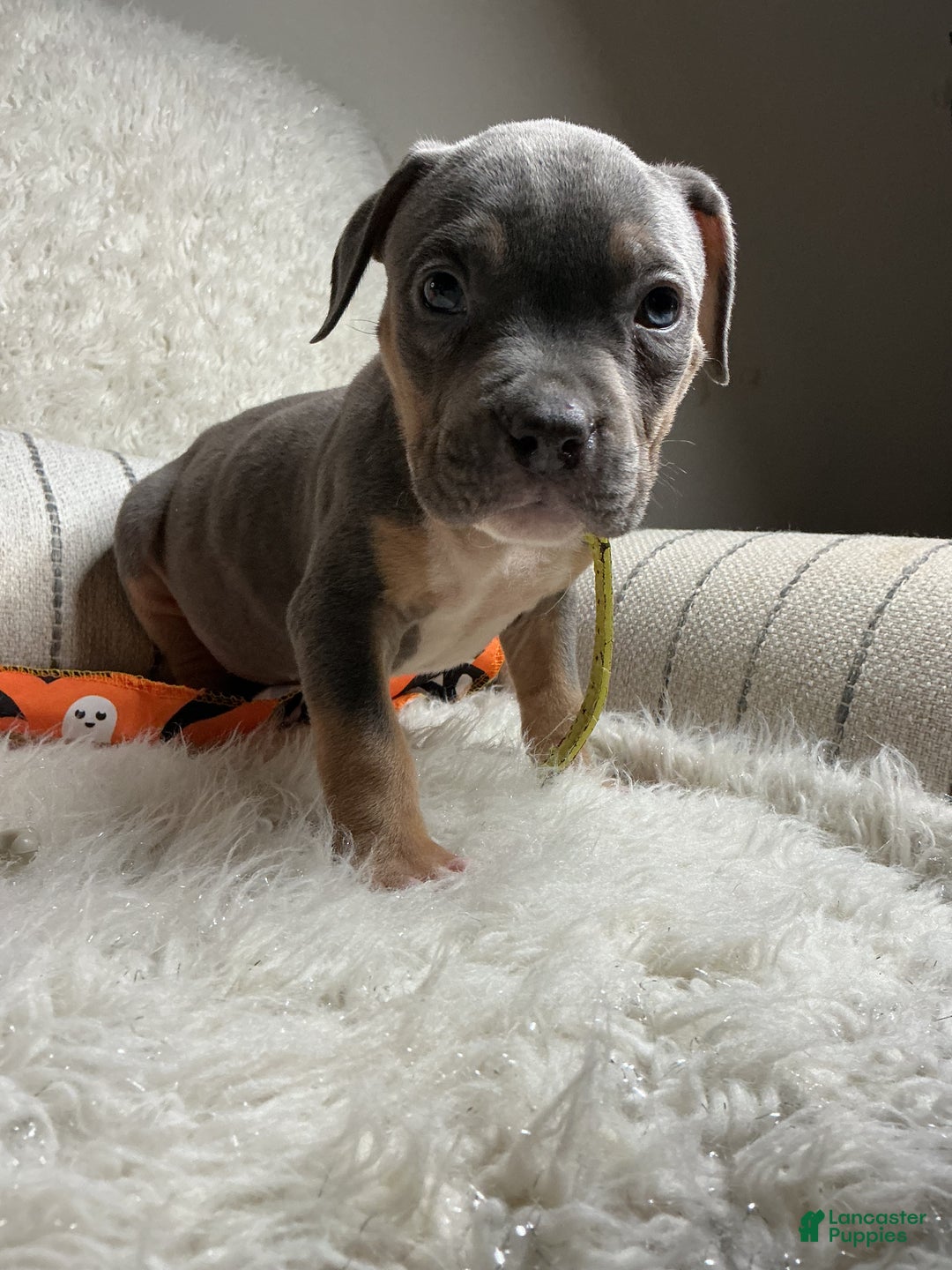 American Bully dogs for sale: Ms.Neon - Ad 5