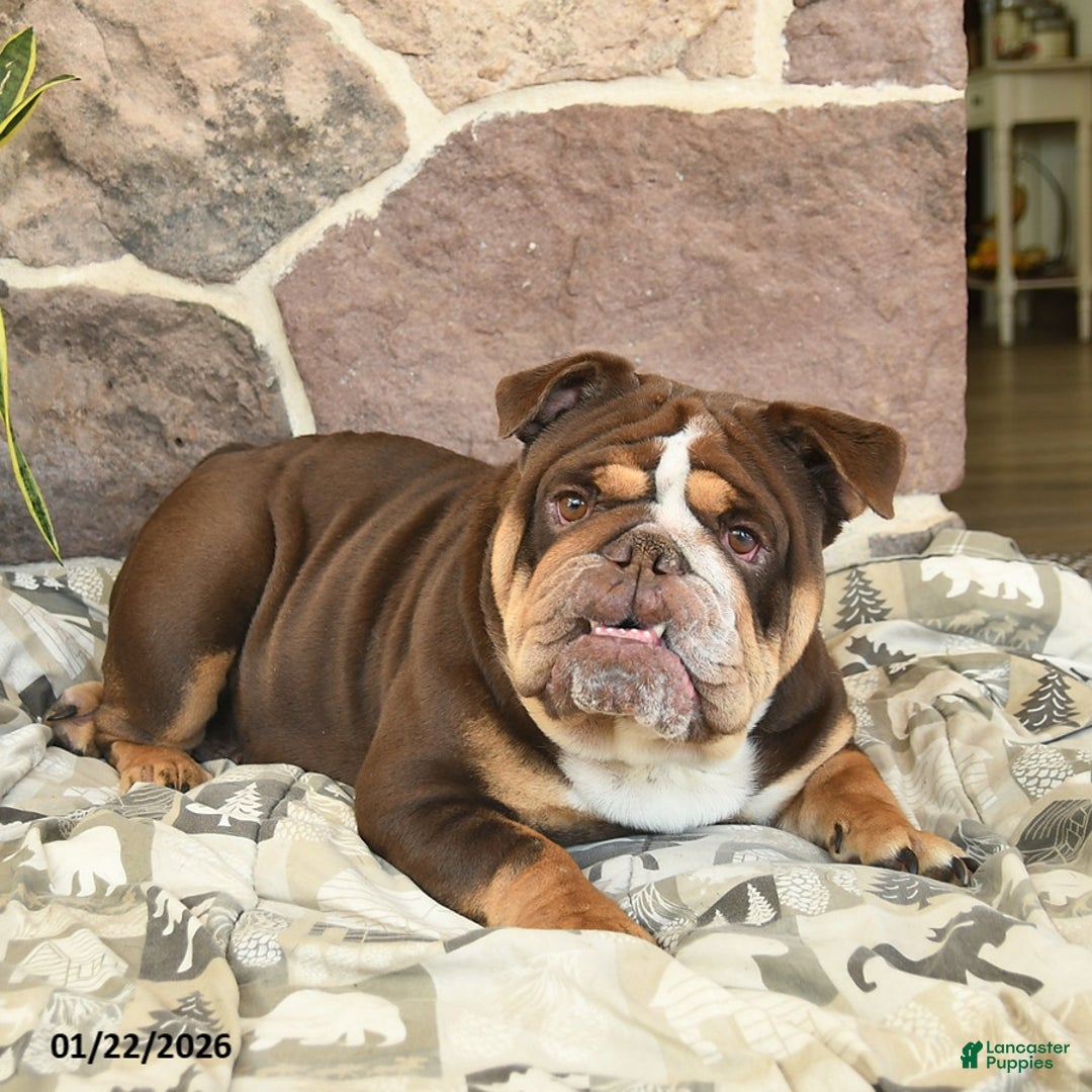 English Bulldog dogs for sale: Hazel Mocha Latte  - Ad 3