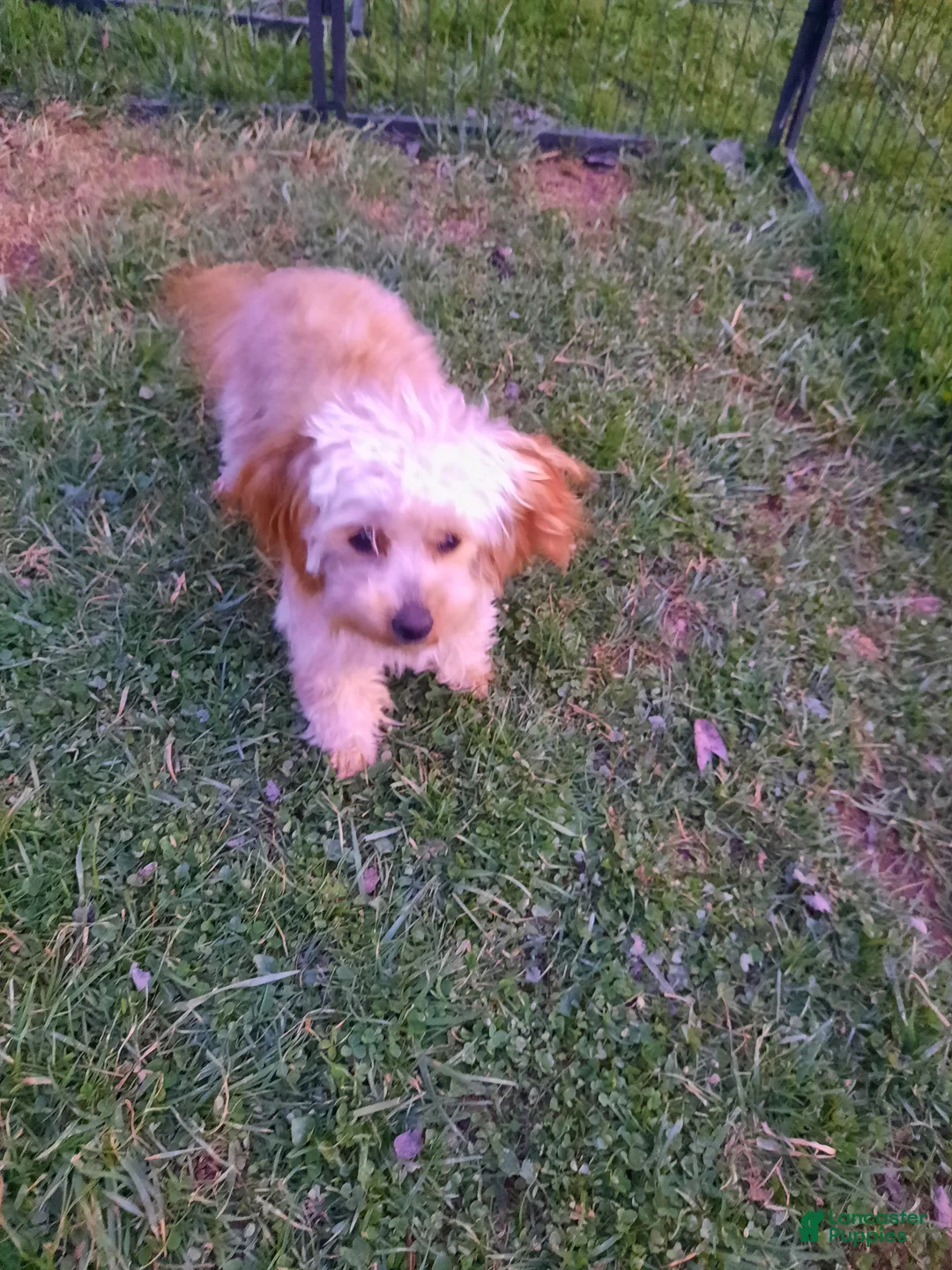 Mixed Breed dogs for sale: Mixed Breed Puppy 1 - Ad 2