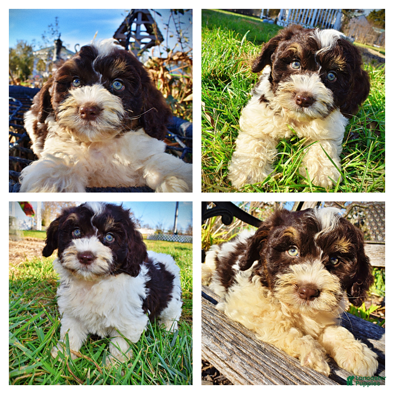 Havapoo dogs Presley - Ad 26