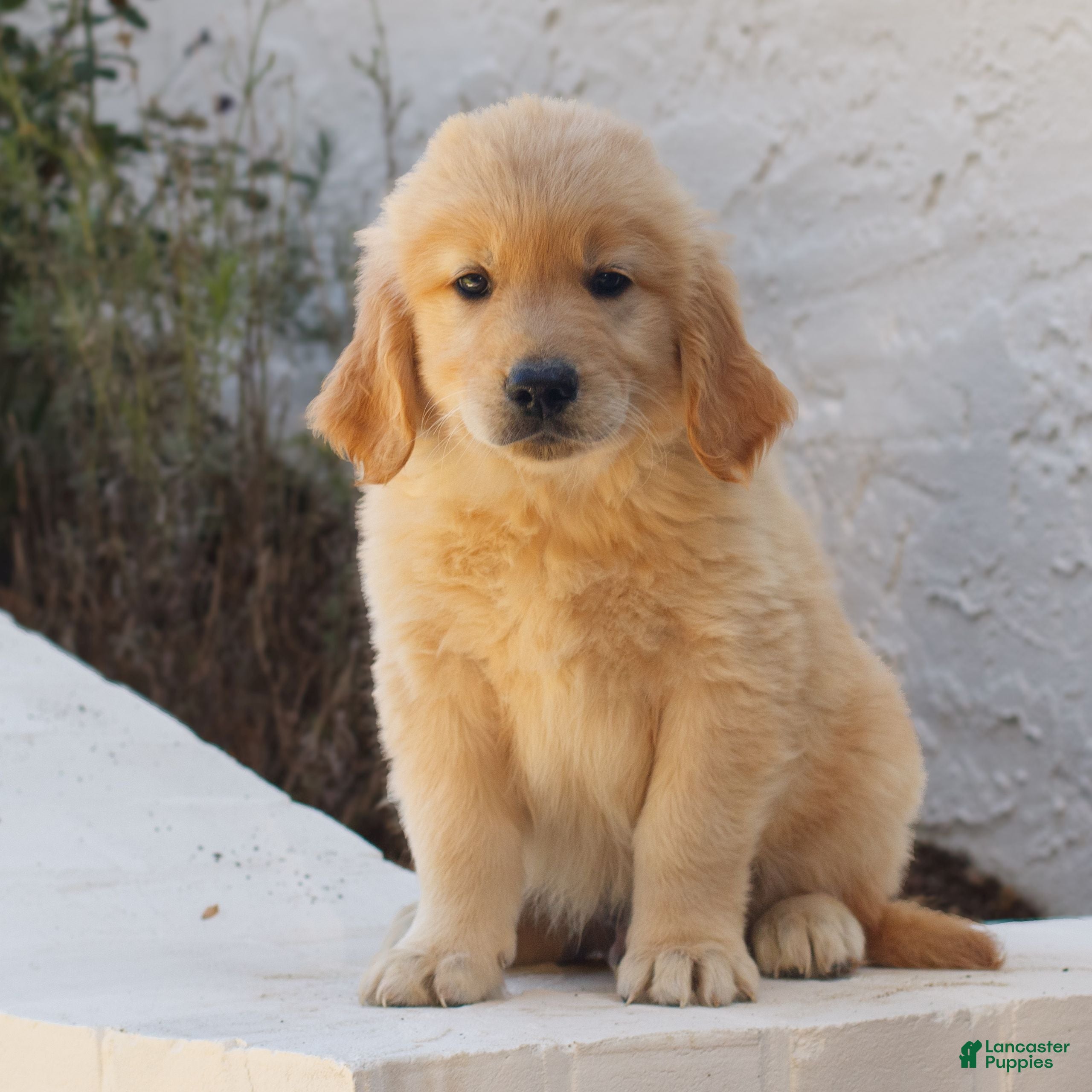 Golden Retriever dogs for sale: Blake  - Ad 3