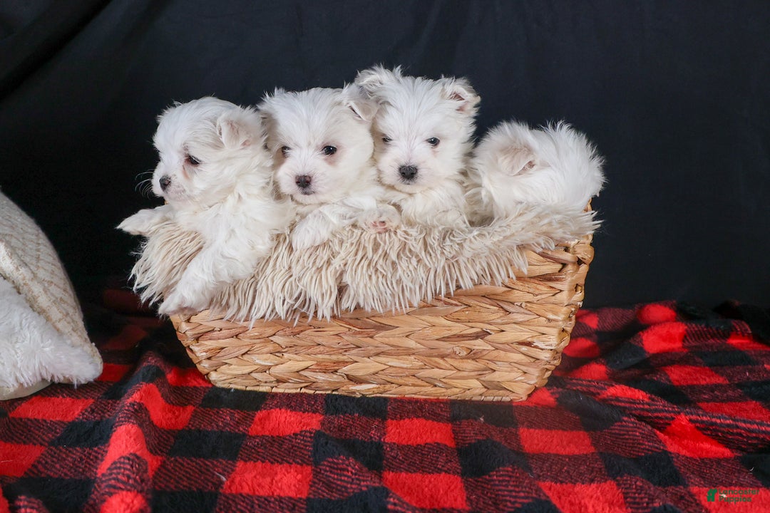 Maltese dogs for sale: ALEX - Ad 2