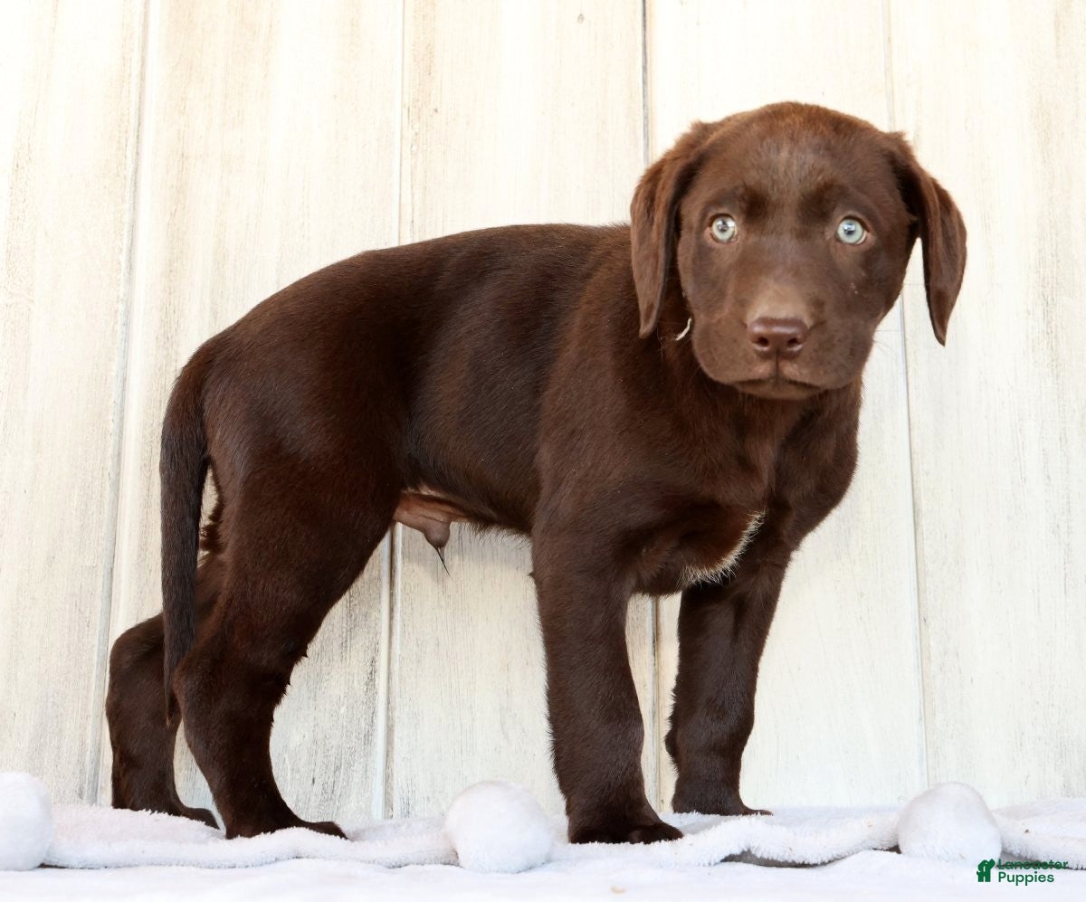 Labrador Retriever dogs Rily - Ad 2