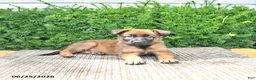 Mixed Breed dogs for sale: Autumn - Ad 1