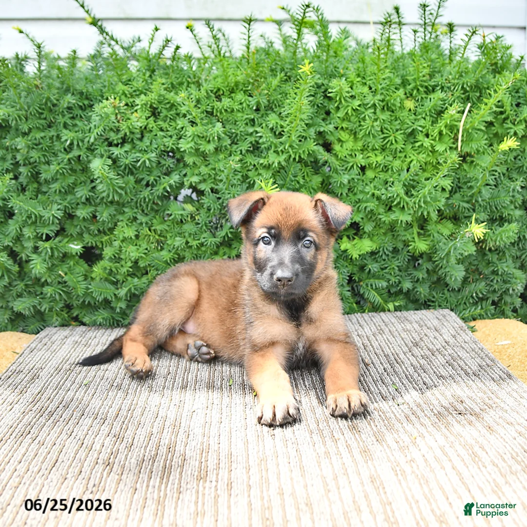 Mixed Breed dogs for sale: Autumn - Ad 1