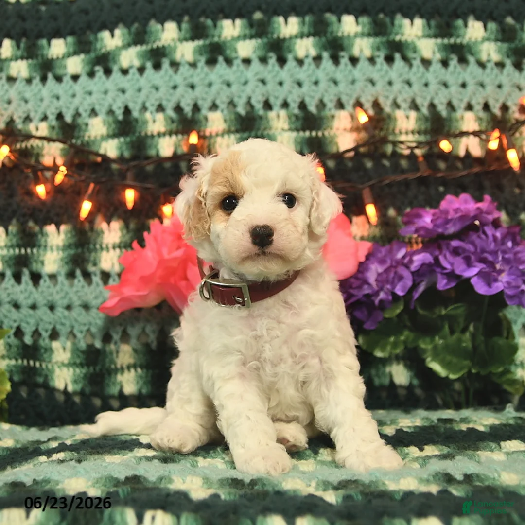 Mini Goldendoodle dogs for sale: Silly Sue  - Ad 1